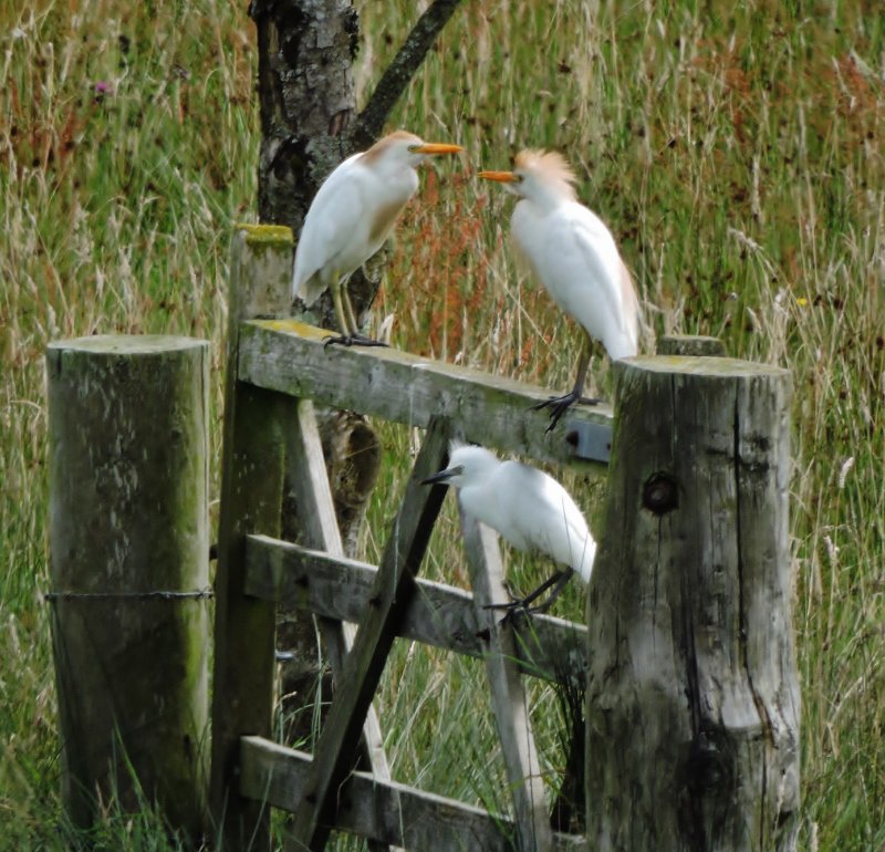 Juv Cattle Egret, Walmsley Sanctuary y'day - first breeding in Cornwall ever, only the 2nd year ever in the UK! cbwps.org.uk/cbwpsword/sigh…