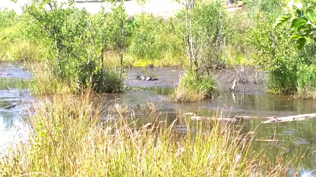 4 schildpadden in de Roode Beek #Brunssummerheide@boswachterniki