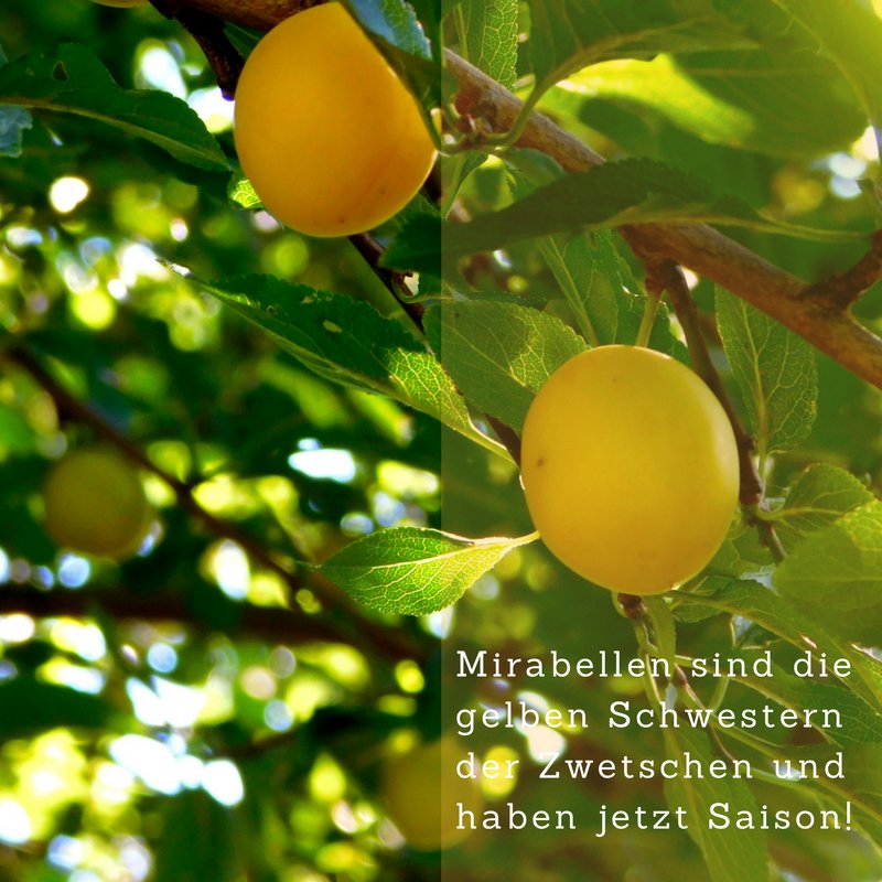 ObstausD's tweet photo. Wer #Mirabellen nascht, kann sich freuen, denn die süßen #Früchtchen beinhalten reichlich #Betacarotin, #VitaminC und #BVitaminen 💛 https://t.co/nHEPB2jn3t
