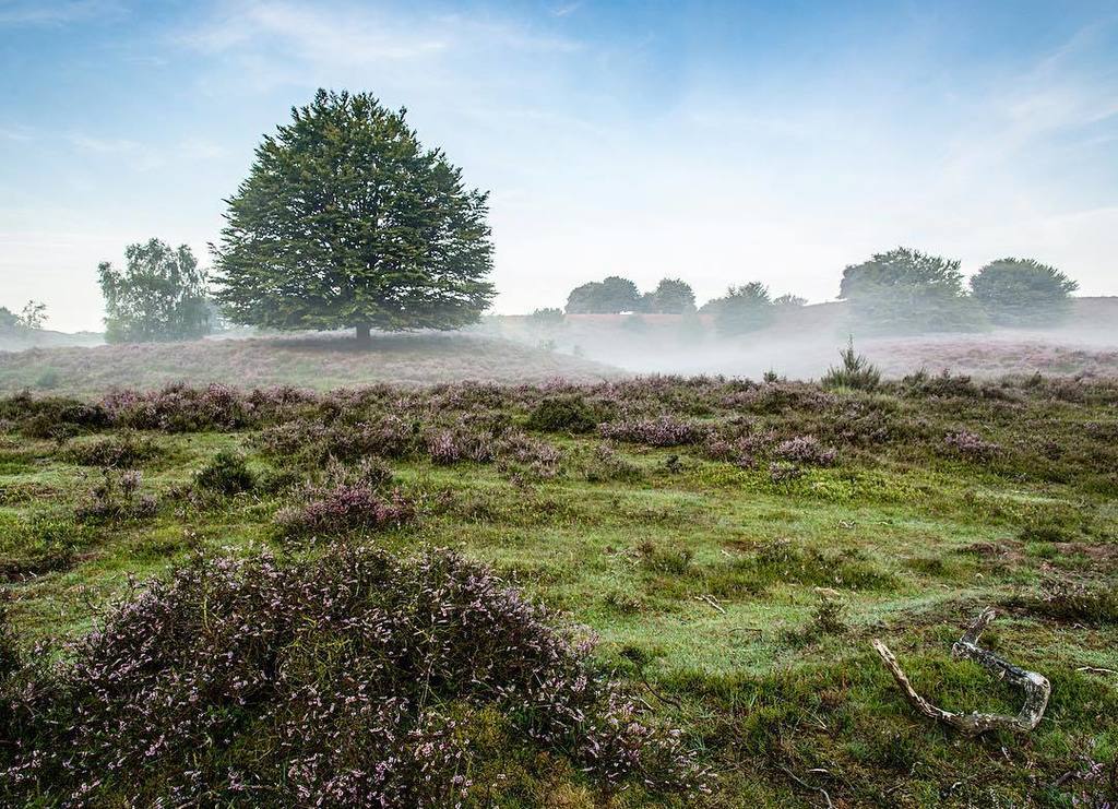 AlbertLamme's tweet photo. "The fog in between"
•
•
•
•
•
#nikonnl #nikon_top #nikoneurope #nature_brilliance #naturephotography #landscapehu… https://t.co/LC1mO12FDl https://t.co/H2HK1xFXkP