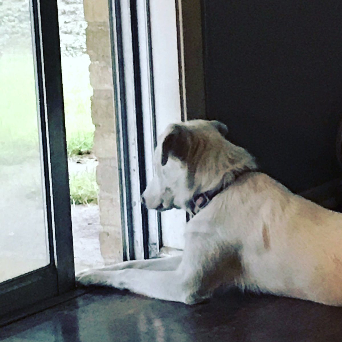 CriderCrew's tweet photo. Pixie stix watching the ☔️ #deaf #deafdogs #deafdogsrock #aussie #rainyday #rainraingoaway #dogs #dogsofinstgram #adoptdontshop https://t.co/2FiBowEC1P