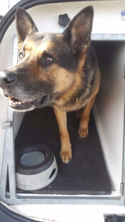 LancsPolDogUnit's tweet photo. 1 Detained by PD Sharkie having broken into a house in Blackburn https://t.co/yFVUDg2BOB