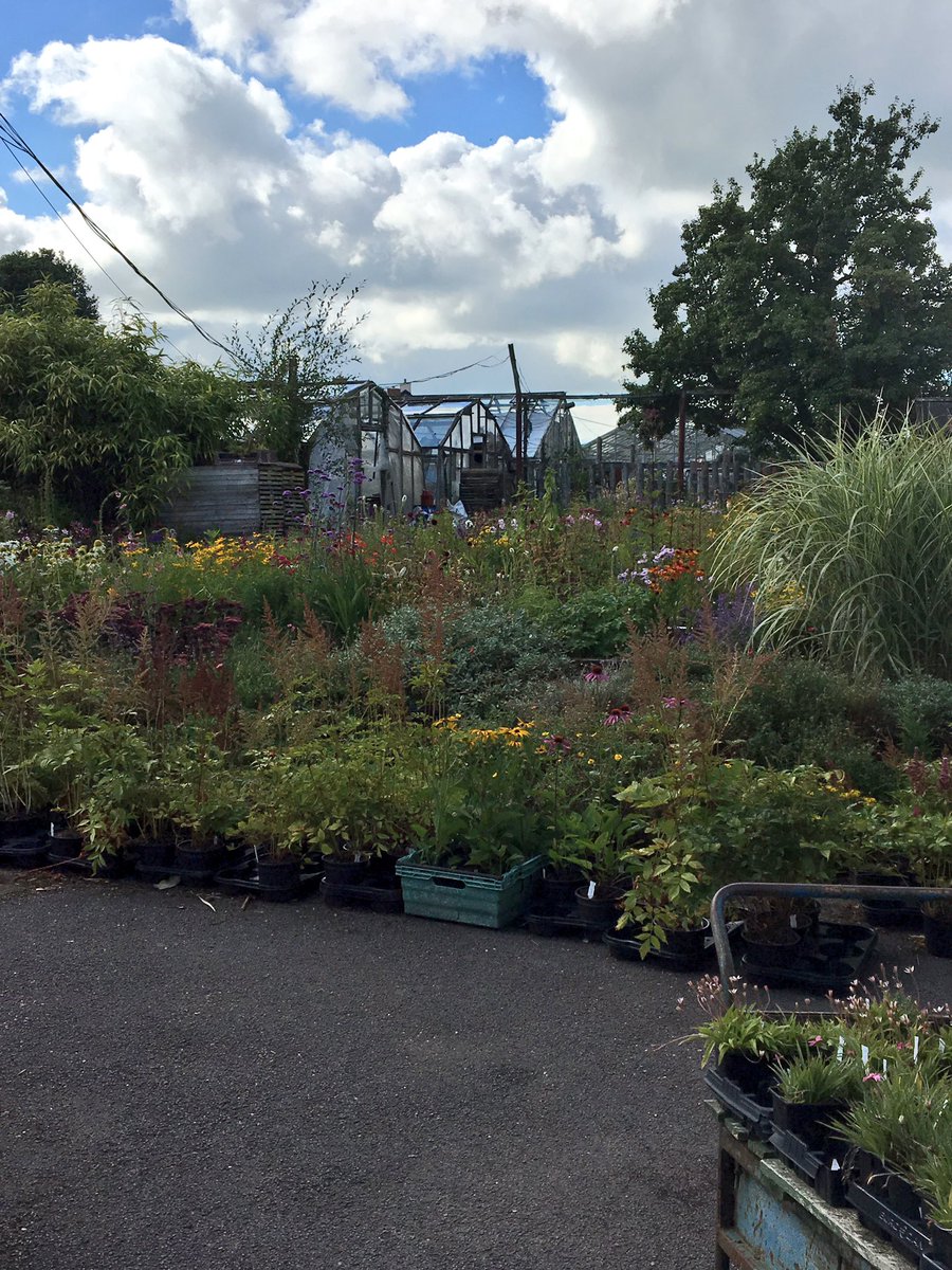 rattycastle's tweet photo. #hicksons #gardencenter #Dalston  great plants #everlasting blooms  #shoplocal https://t.co/ROQKm8el2m