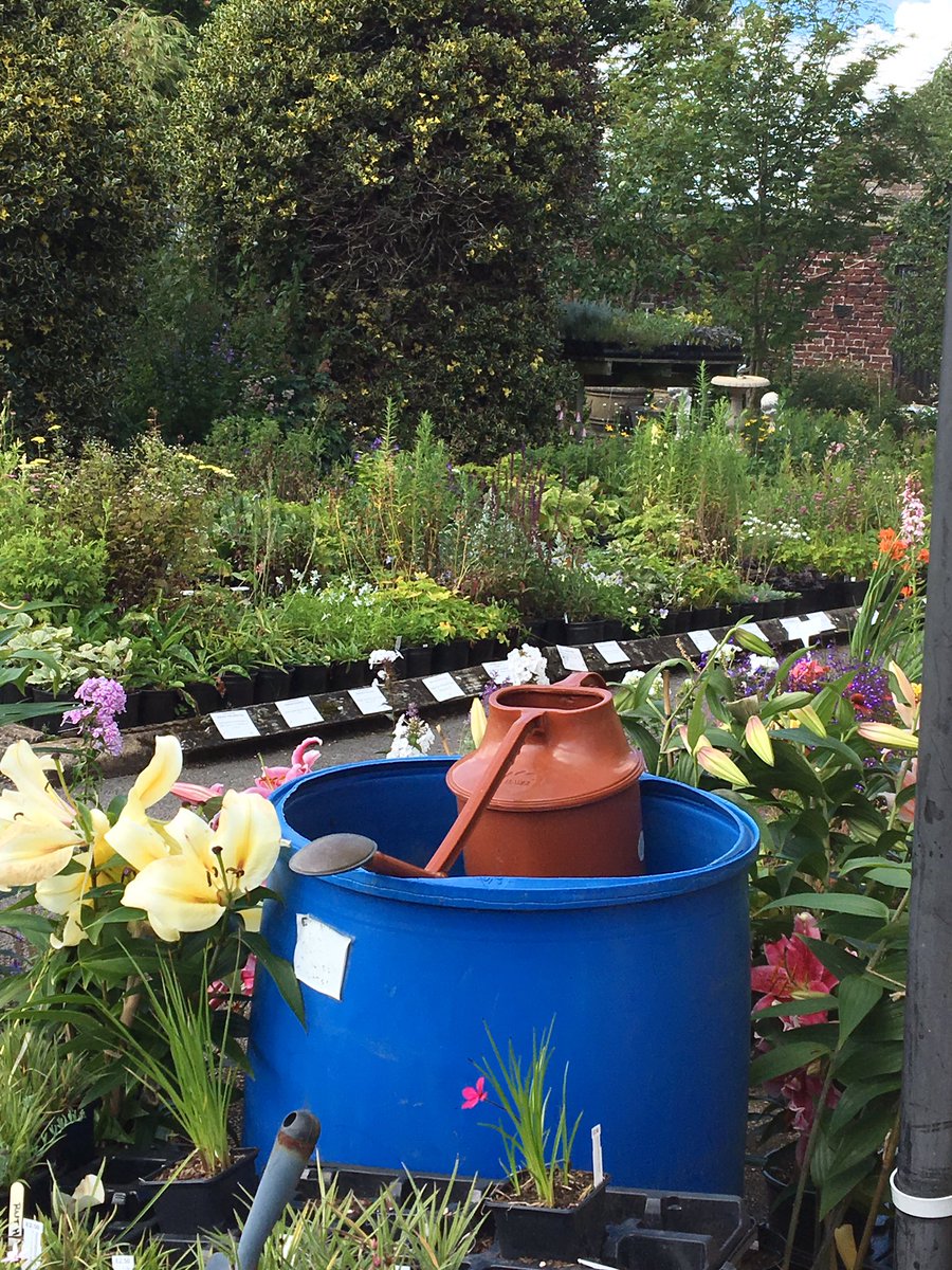 rattycastle's tweet photo. #hicksons #gardencenter #Dalston  great plants #everlasting blooms  #shoplocal https://t.co/ROQKm8el2m