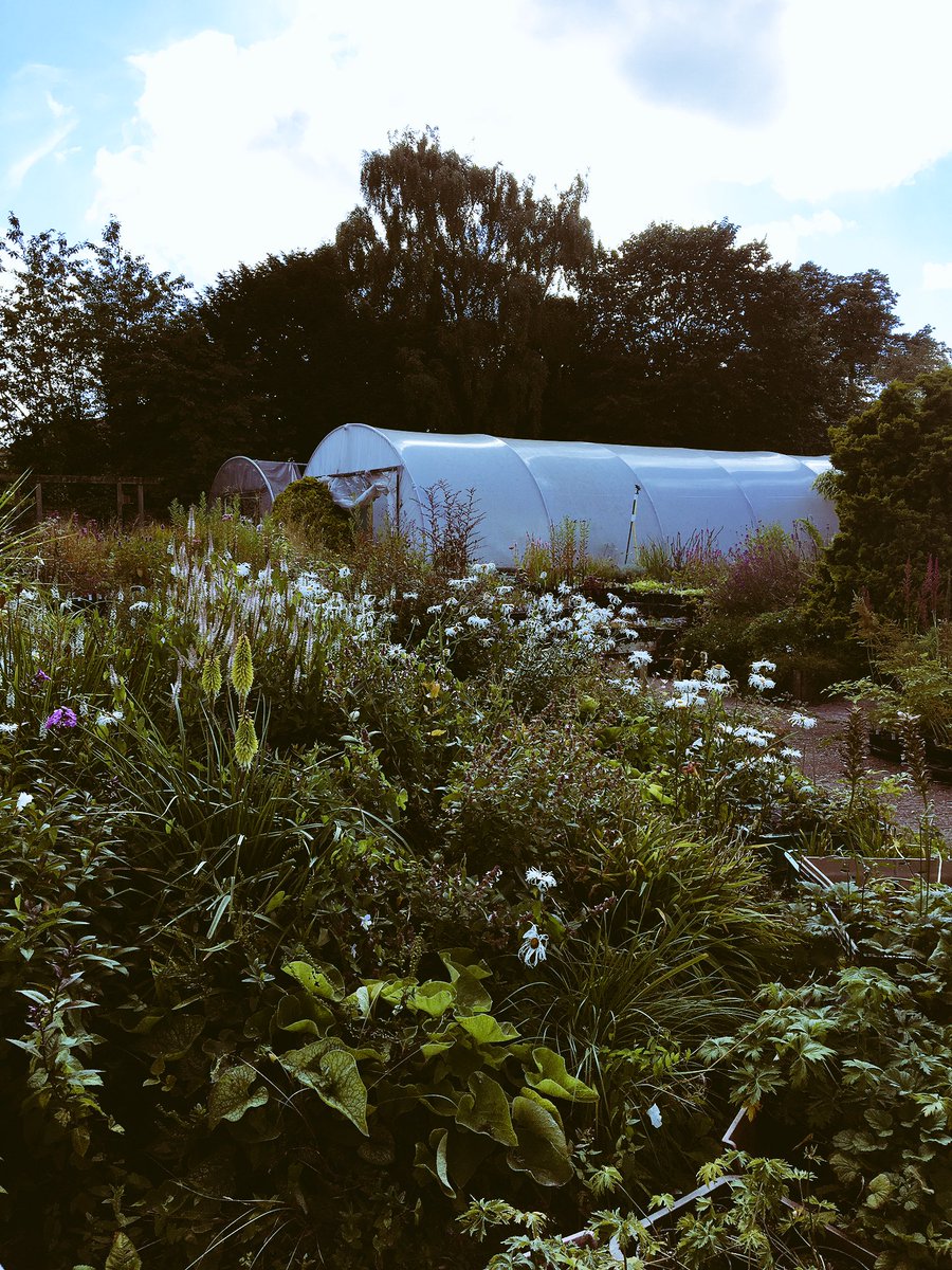 rattycastle's tweet photo. #hicksons #gardencenter #Dalston  great plants #everlasting blooms  #shoplocal https://t.co/ROQKm8el2m