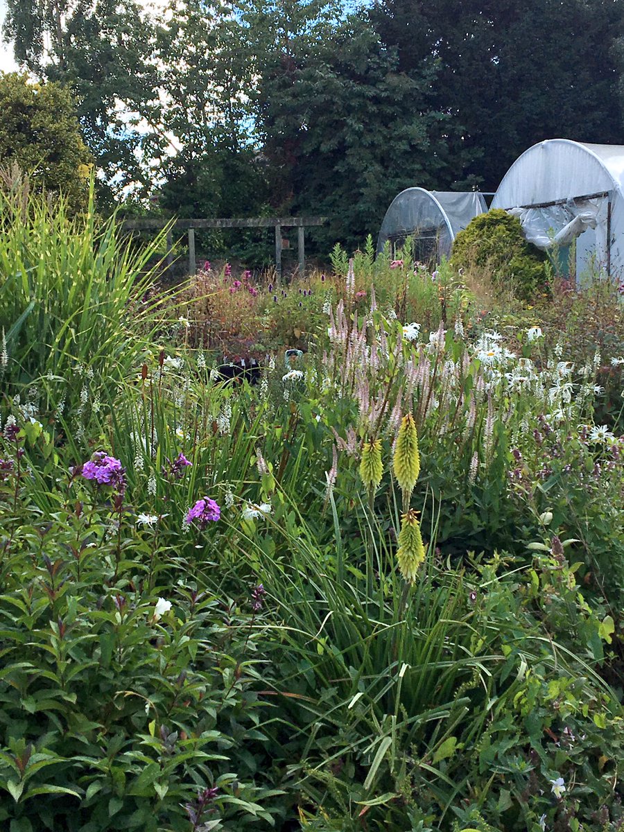 rattycastle's tweet photo. #hicksons #gardencenter #Dalston  great plants #everlasting blooms  #shoplocal https://t.co/ROQKm8el2m