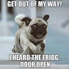 epicpetstuff's tweet photo. https://t.co/vdHWjgVIp6