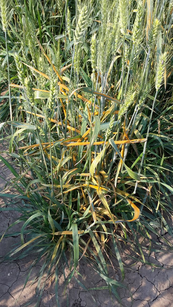 WheatSingh's tweet photo. Beautiful morning to rate #StripeRust in Lethbridge on Aug LongWeekend #RustNeverSleep #GeneticsAtWork #Despacito @albertawheat @globalrust https://t.co/gsONbjY8dr