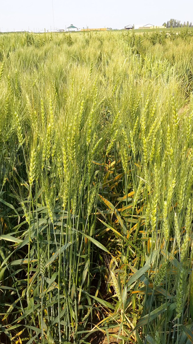 WheatSingh's tweet photo. Beautiful morning to rate #StripeRust in Lethbridge on Aug LongWeekend #RustNeverSleep #GeneticsAtWork #Despacito @albertawheat @globalrust https://t.co/gsONbjY8dr