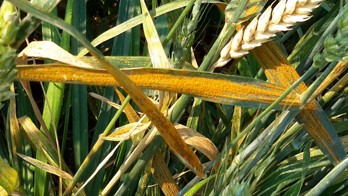 WheatSingh's tweet photo. Beautiful morning to rate #StripeRust in Lethbridge on Aug LongWeekend #RustNeverSleep #GeneticsAtWork #Despacito @albertawheat @globalrust https://t.co/gsONbjY8dr