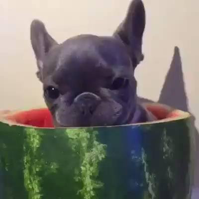 Puppy_Pupper's tweet photo. your for dog? https://t.co/VAbRcQ4lFX