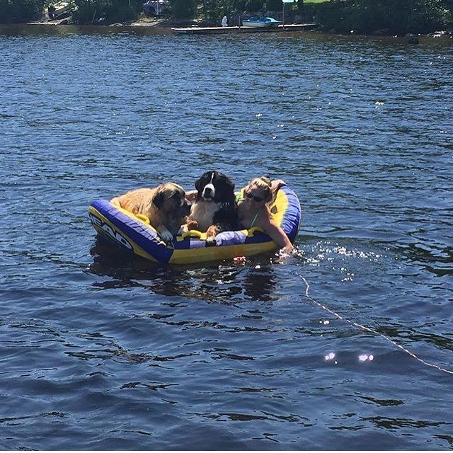 beatrixandmidge's tweet photo. Now that's what we call a #sunberner!! Thanks for sharing @indigojulie ! #bernesewaterdog #beachberner #bearinaboa… https://t.co/ZCpsUR2azZ https://t.co/iOBNlVZ0fS