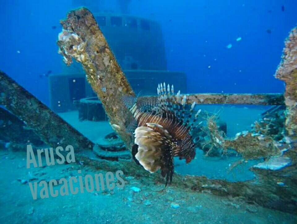 ARUSA1204's tweet photo. Hola holaaa, deseo tengan exitosa semana. Y sigo aquí queriendo ser pez jaja y haciendo de todo un poco.Vean q lindo https://t.co/l80FspA9lf