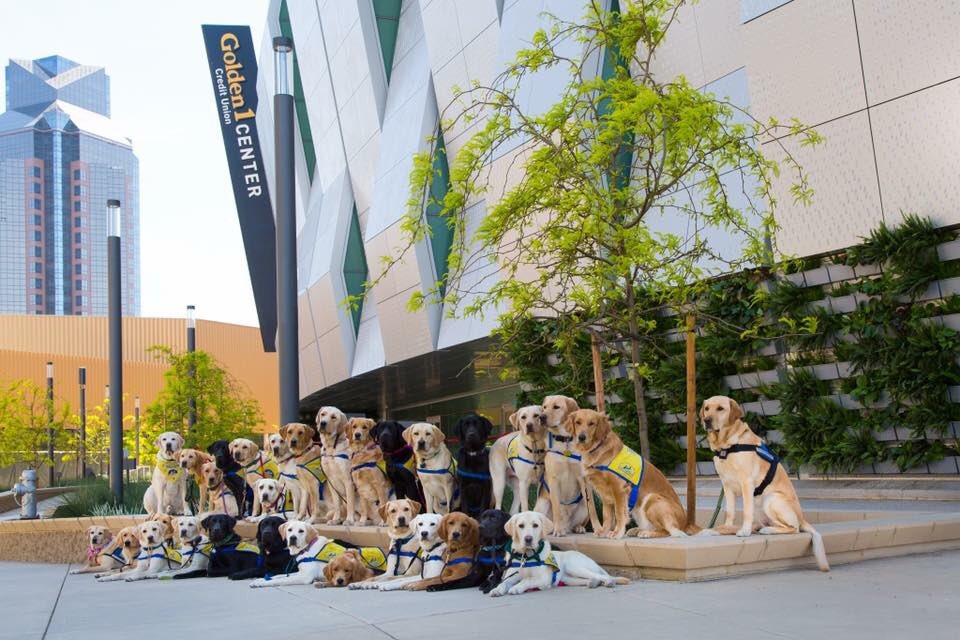 GRC CanineCompanions tweet media