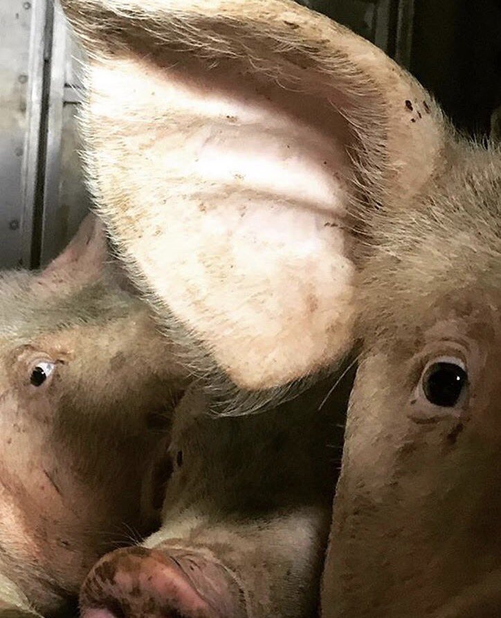 TorontoPigSave's tweet photo. We all want to live.

We are all #earthlings 

💔🐷💔

📷 @shaunmonson 

#vegan https://t.co/3uMSgV9m77