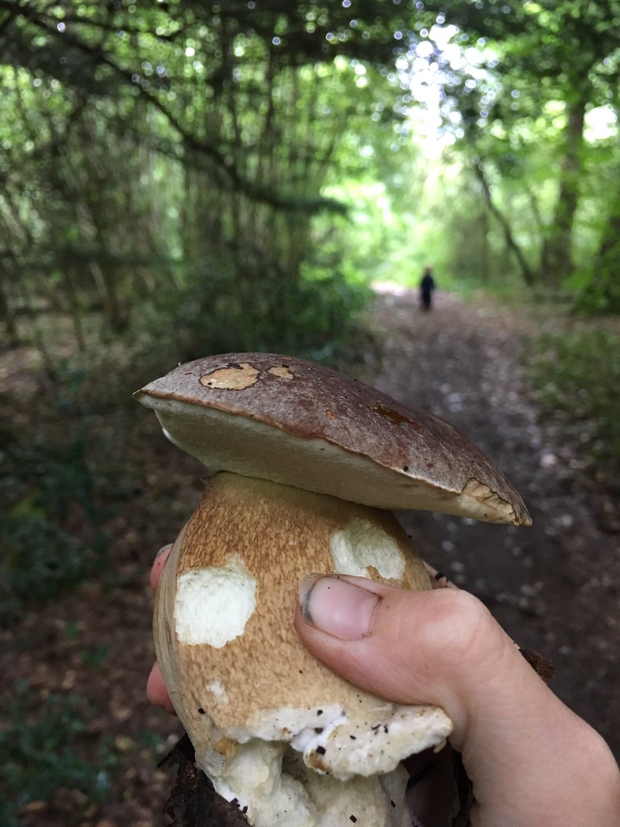 MaryWilson1789's tweet photo. #cep #Bristol #forage @JanWilsons https://t.co/tSImMUufPQ