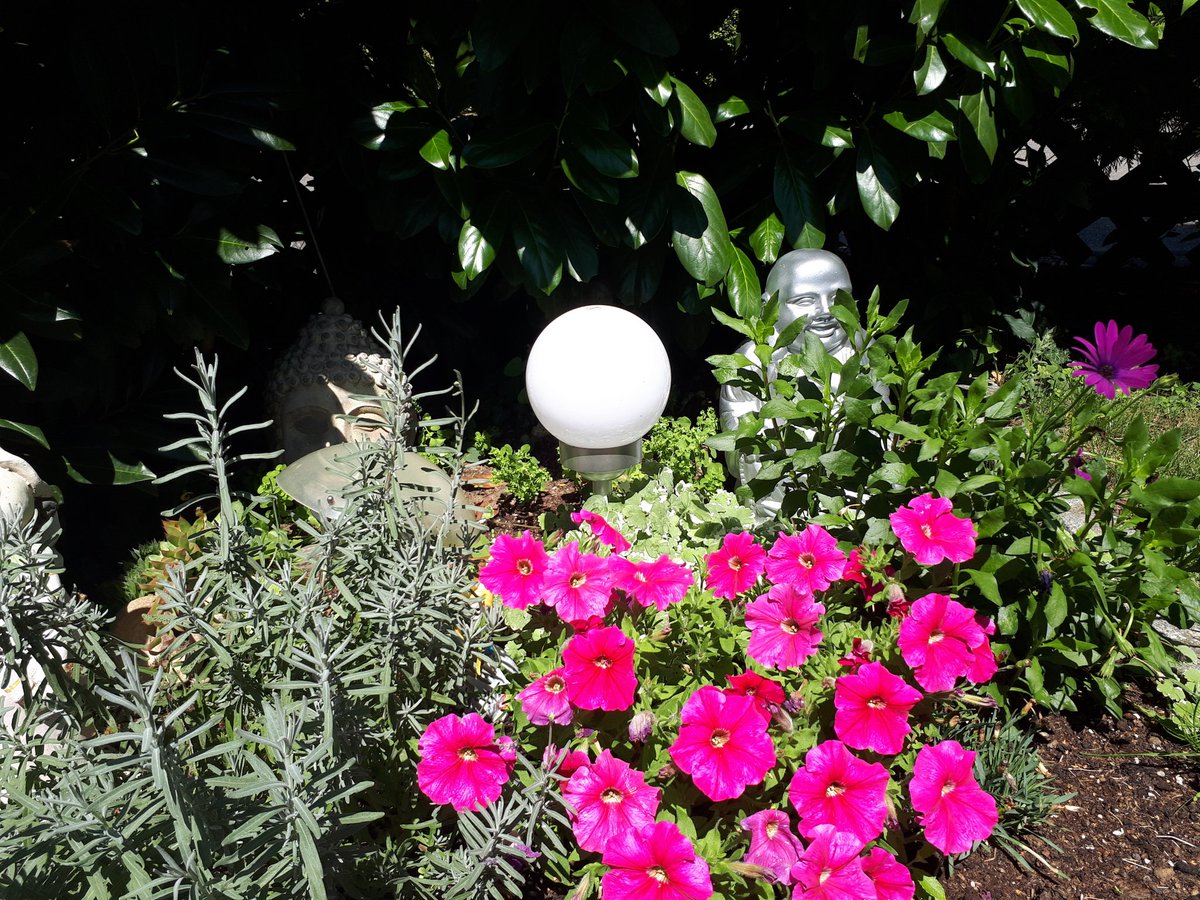 InaAimee's tweet photo. Love my little garden😍💜💚 https://t.co/0PlTqU7st8
