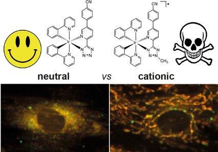 ChemEurJ's tweet photo. Massi et al (@CurtinUni @UniversitySA) synthesized iridium tetrazolato for live cell imaging applications https://t.co/EuSwimgrYO https://t.co/Aib0dHDoCI
