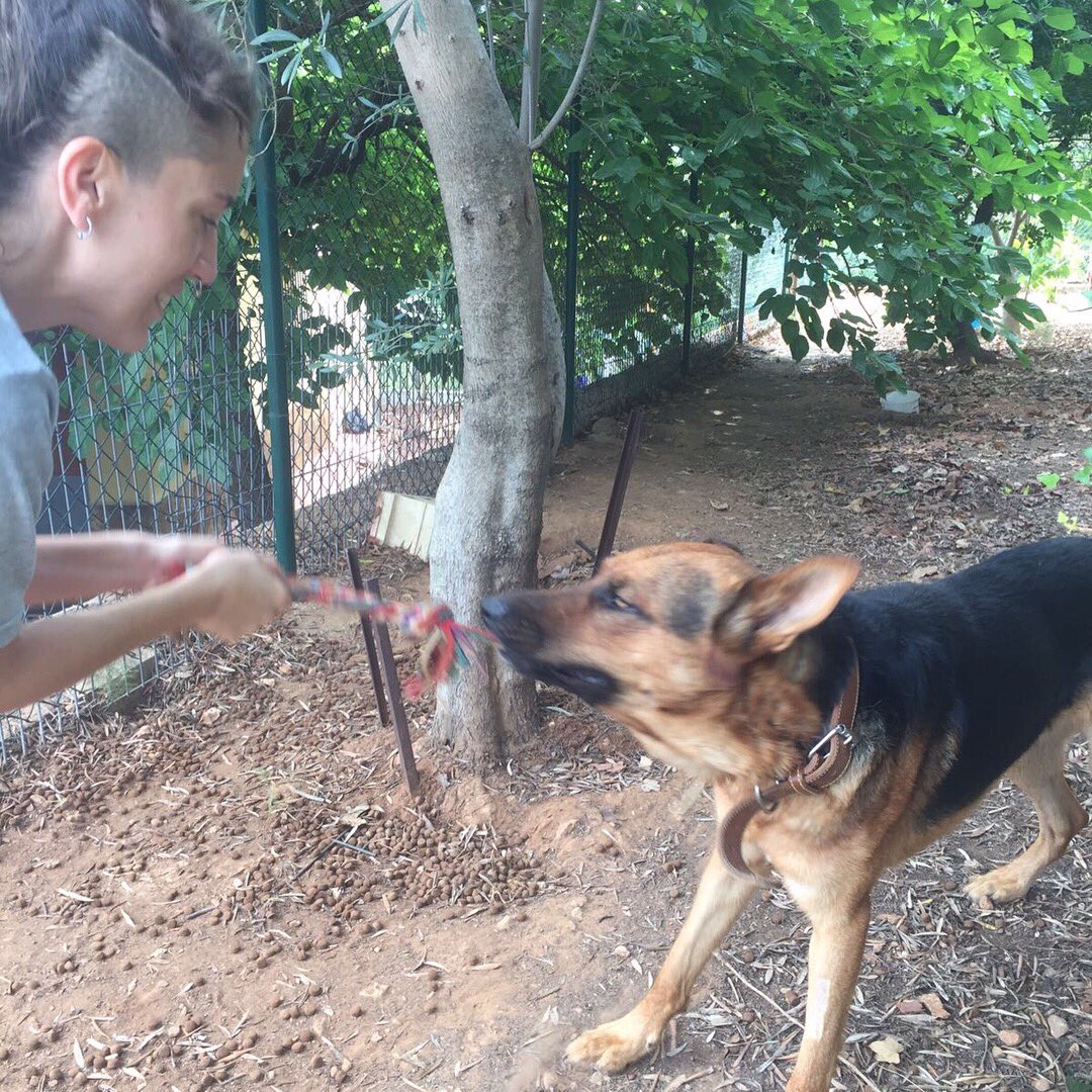 4ranyani's tweet photo. Este es Foc🔥 un pastor alemán precioso y muy simpático que busca hogar, por la zona de Valencia y alrededores. Porfa necesito difusión 🐾❤️ https://t.co/OAH4rKWFfI