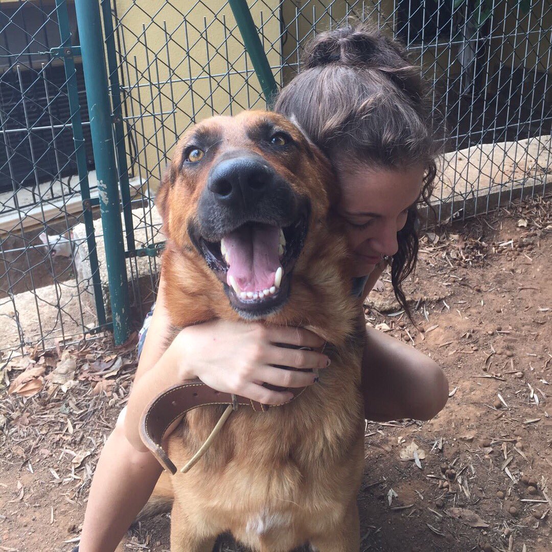 4ranyani's tweet photo. Este es Foc🔥 un pastor alemán precioso y muy simpático que busca hogar, por la zona de Valencia y alrededores. Porfa necesito difusión 🐾❤️ https://t.co/OAH4rKWFfI