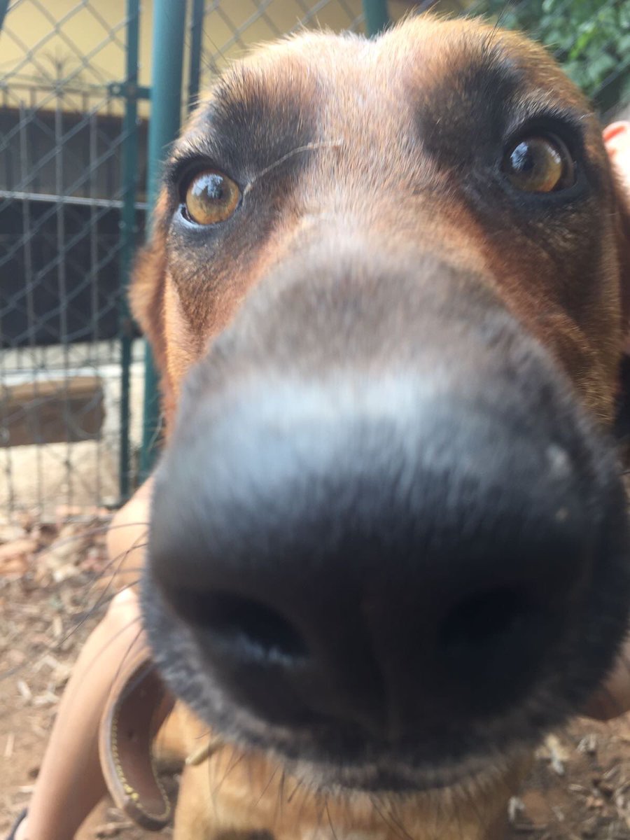 4ranyani's tweet photo. Este es Foc🔥 un pastor alemán precioso y muy simpático que busca hogar, por la zona de Valencia y alrededores. Porfa necesito difusión 🐾❤️ https://t.co/OAH4rKWFfI