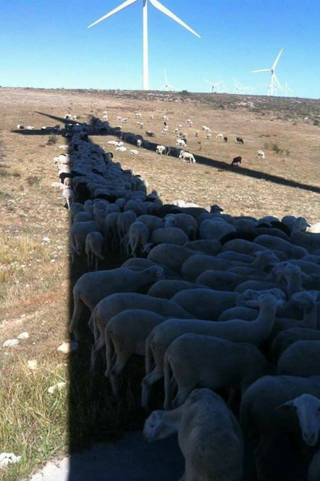 [PHOTO D'ÉTÉ] Une autre utilisation des #éoliennes par temps chaud 😊🐑! Via <a href="/iRecyclart/">Recyclart</a> et #1001pallets #transitionenergetique
