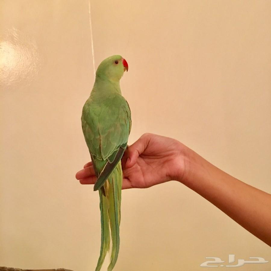 Iranian_re's tweet photo. @Ruh_Rd للبيع فرخ ببغاء الدره في الرياض ب 600 ريال للي يبي يدربه على الكلام هذا افضل عمر 😍
واتساب : 0560703131 https://t.co/sWda1geHJ1