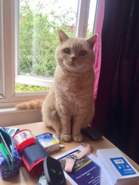 *MISSING CAT* Sunny is an 8 year old male British shorthair last seen Therapia Road, #EastDulwich -24 July. Please share and message if seen