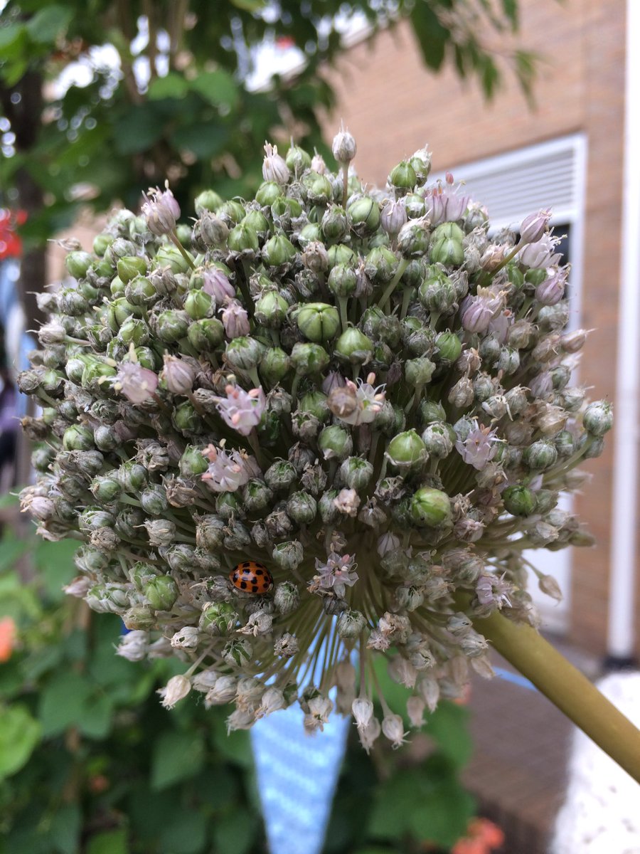 Ladybird central #ediblecardiff