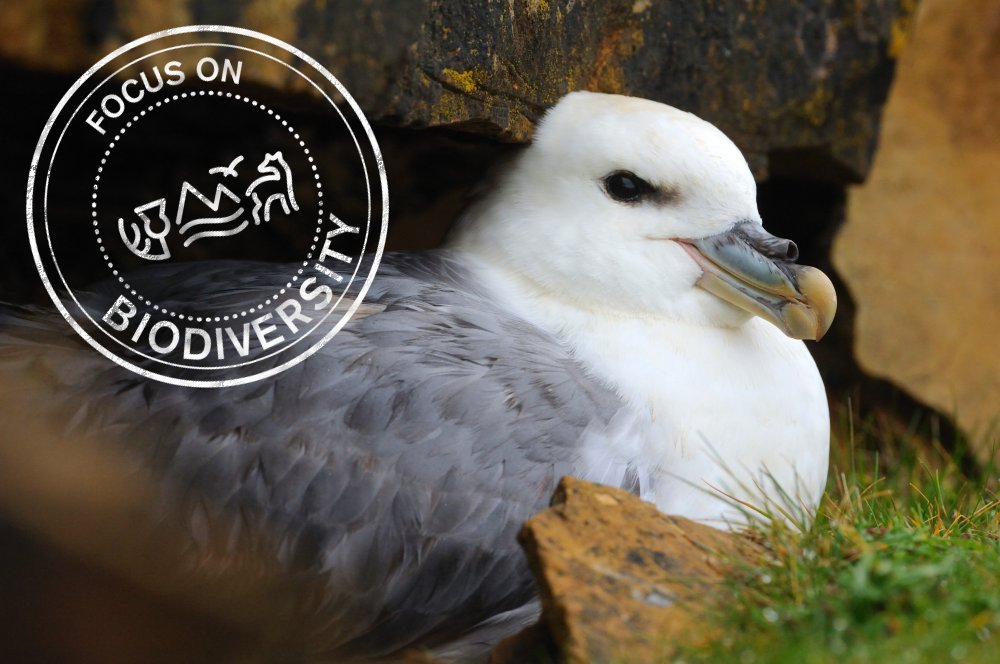 Catch up with recent news about fulmars on the Isle of May blog @ isleofmaynnr.wordpress.com/2017/08/04/fan…