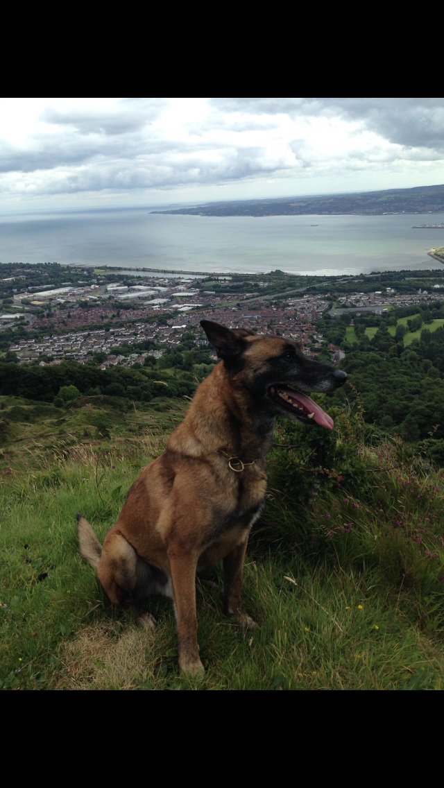 PoliceServiceNI's tweet photo. Police Dog Rex strikes again!!
https://t.co/eEuqZ0mUIz
#KeepingPeopleSafe
#PsniDogs
#PdRex https://t.co/a3YqQG3kmS