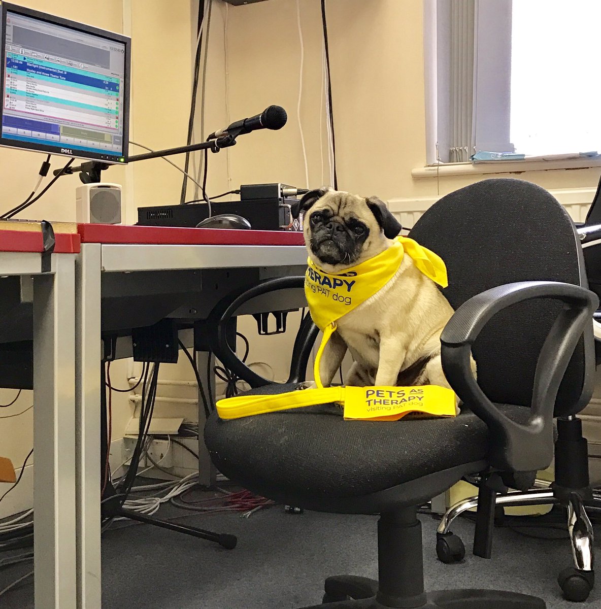 DougPugTherapy's tweet photo. Ready to share the joys of the #humananimalbond and #companionanimaltherapy with @HuxleyandHowe at @WycombeSound for @PetsAsTherapyUK 💞🐶💞 https://t.co/2bTEZfYaPG