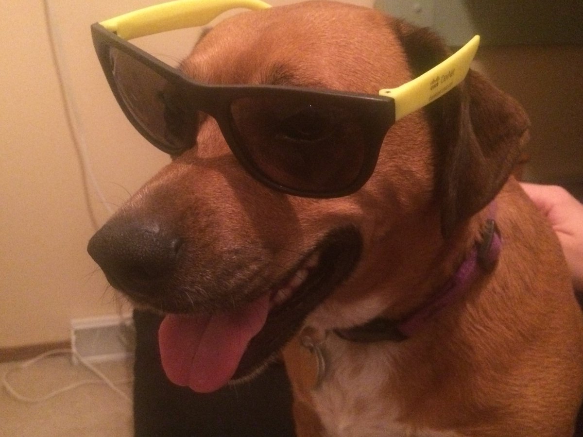 jacob200ok's tweet photo. That feeling when you (and your doggo) love Mondays...
#MondayMotivation @CiscoDevNet #DevNetShades #DogsOfDevNet https://t.co/xN1giXwqHo