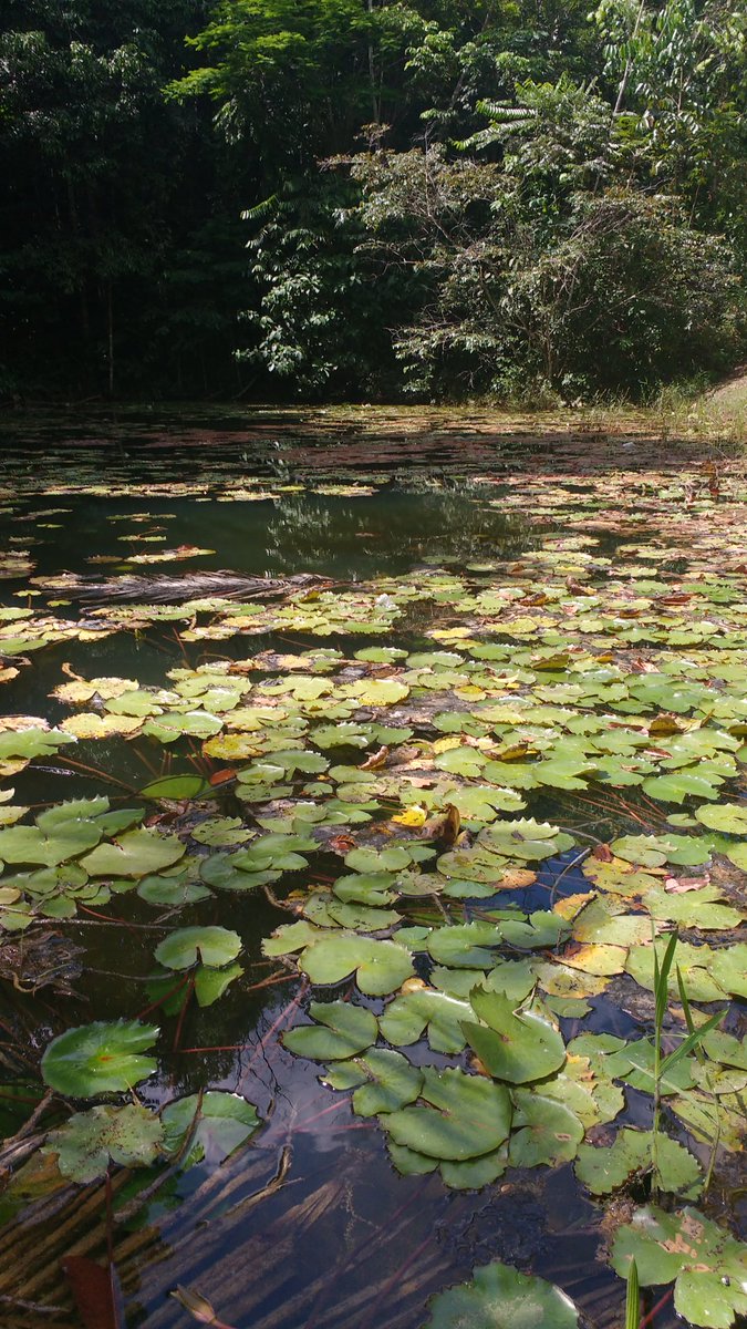 Bom dia . Balneário ecológico bica