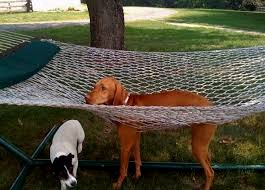 epicpetstuff's tweet photo. https://t.co/hZzoLG7BWd