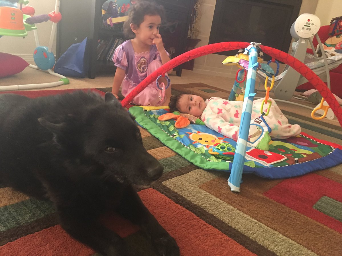 TupacDaDogg's tweet photo. Standing watch over my girls. #NMDogs #NewMexicoTrue https://t.co/vzJhYIKWPy