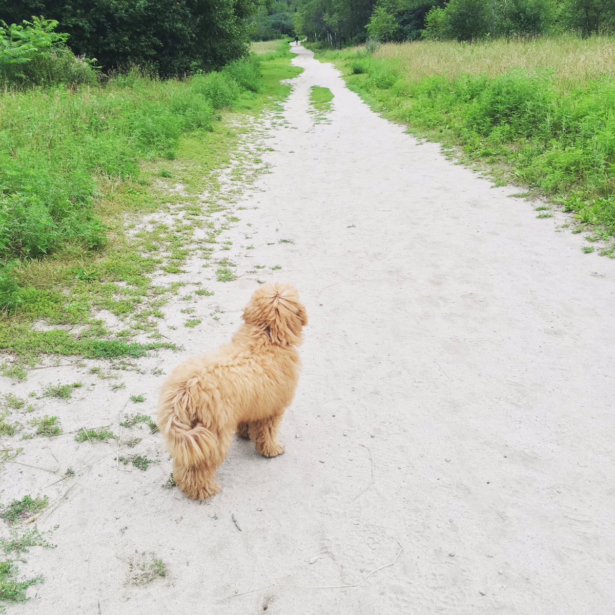kmacnaull's tweet photo. First off leash walk at the #conroypit #civicholiday #summer https://t.co/llMopuyfT7
