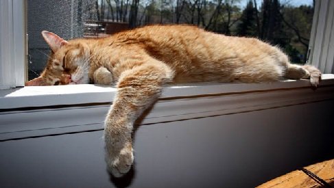 FurryFriendLove's tweet photo. #mondaymotivation Have a Great Week Everyone @catsoftwitter #gottogetmoving @catofday #sotired @kittyloverusa #hitsnooze https://t.co/M8gryidVke