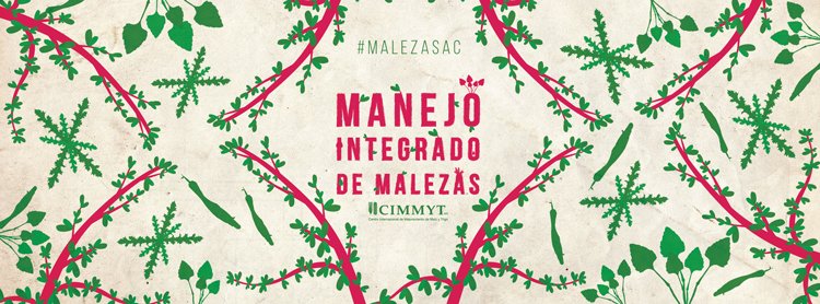 ACCIMMYT's tweet photo. #Entérate como llevar a cabo un manejo integrado de malezas.
#MalezasAC
https://t.co/8vLuDGNMgQ https://t.co/xFsvutUnWI