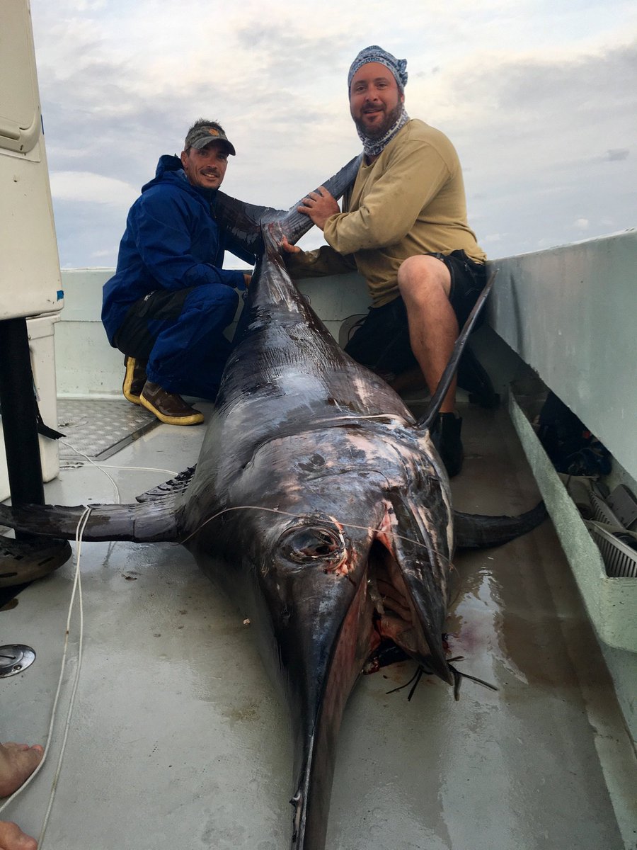 NewLatt Sportfishing tweet media