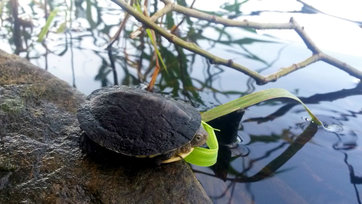 molilley's tweet photo. Have a great #TSA2017 ! @DonnellGasbarr @RuBisCo19 
Meanwhile, back in Canada...  out &amp; about in the #wetlands. #conservation #turtlerelease https://t.co/Fj1leNPrgT