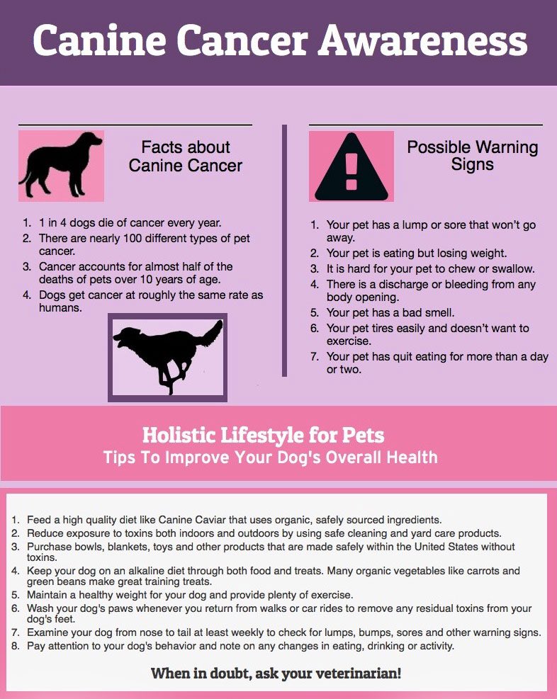 Pets Cancer. What are signs of your Dog Dying?. Type of pet