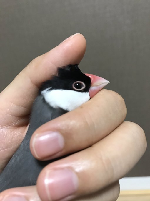 望月あづみさん の最近のツイート 13 Whotwi グラフィカルtwitter分析