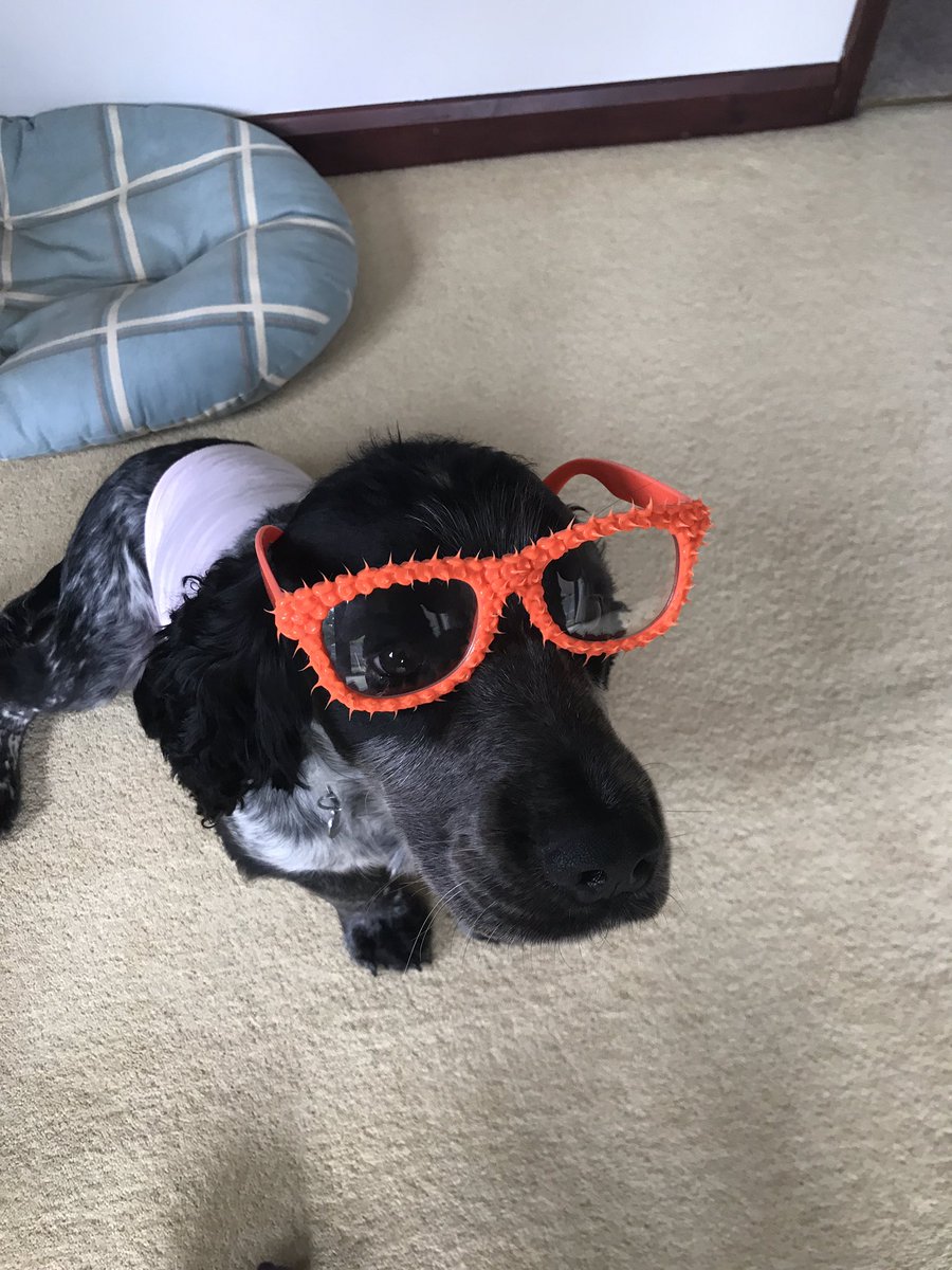 Acorn (@acornacrltd) on Twitter photo Cute Monday pick-me-up #MondayMotivation #officedog Cute Monday pick-me-up #MondayMotivation #officedog