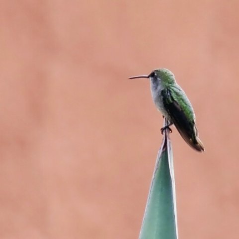 KarynsViewPhoto's tweet photo. From my trip to AZ @ButterflyLandAZ @OmniHotels @OmniMontelucia I'm ready to go back!  Have a great week everyone! @TODAYshow https://t.co/sQMVXJx7Cf