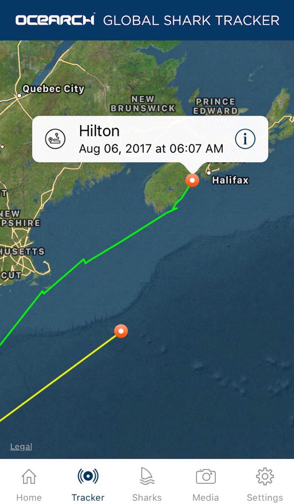 Hey <a href="/SharkSavannah/">Shark Savannah</a>, come on up. Lots of good eating here! <a href="/OCEARCH/">OCEARCH</a> <a href="/ChrisOCEARCH/">Chris Fischer</a>