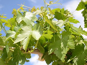 Asma yaprağının faydaları nelerdir?
yumurtaliekmek.com/asma-yapragini…