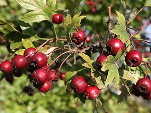 Alıç meyvesi nedir? Faydaları nelerdir?
yumurtaliekmek.com/alic-meyvesi-n…