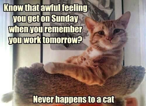 catsnkittys's tweet photo. I wish I was a #cat !! https://t.co/y6dZIyk6xL