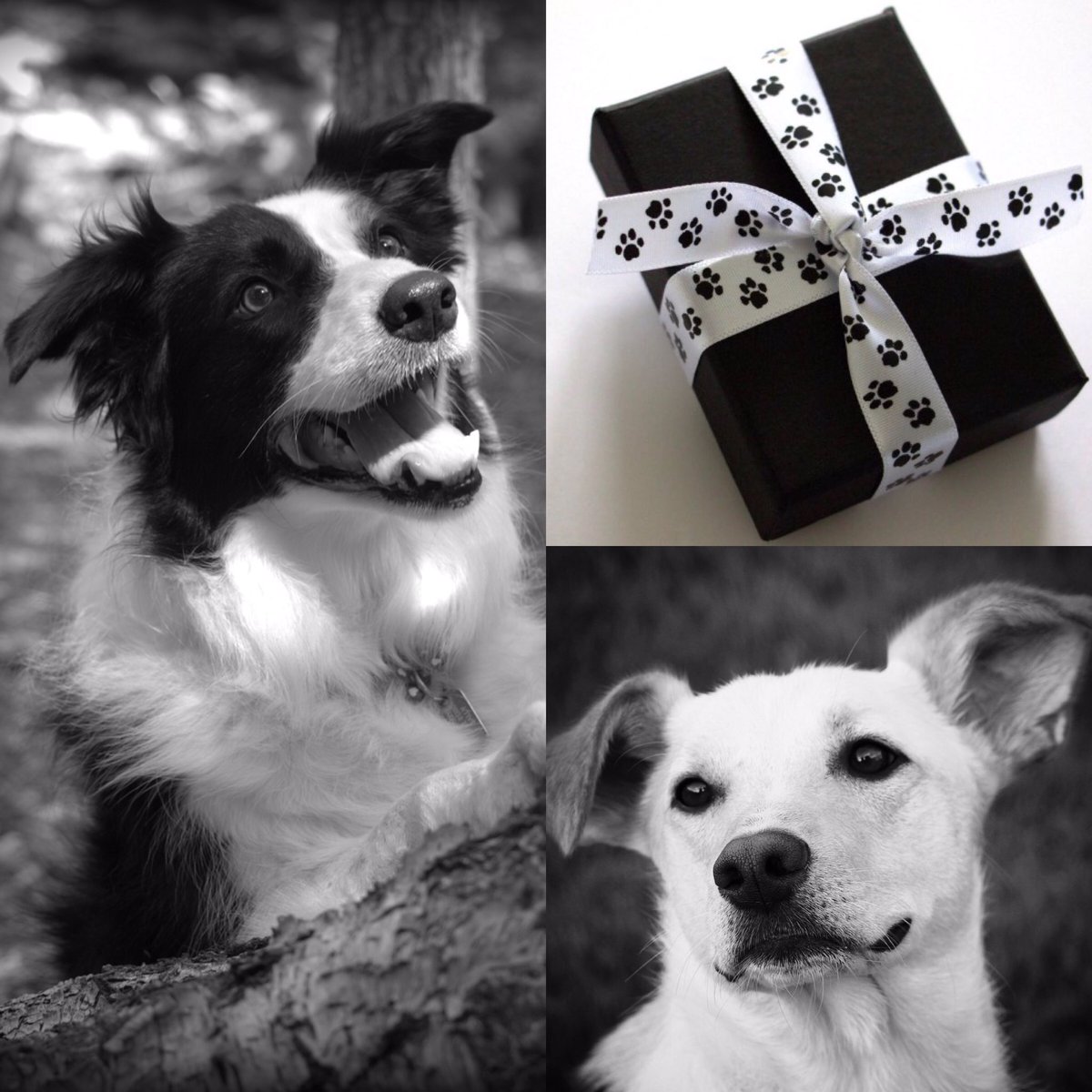 woof_trails's tweet photo. USB Presentation Boxes, all your pets photos in one little box! #petphotography #petphotographer #ribblevalley #Lancashire #dogphotography https://t.co/G79LYERTcl